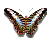 papillon1.gif